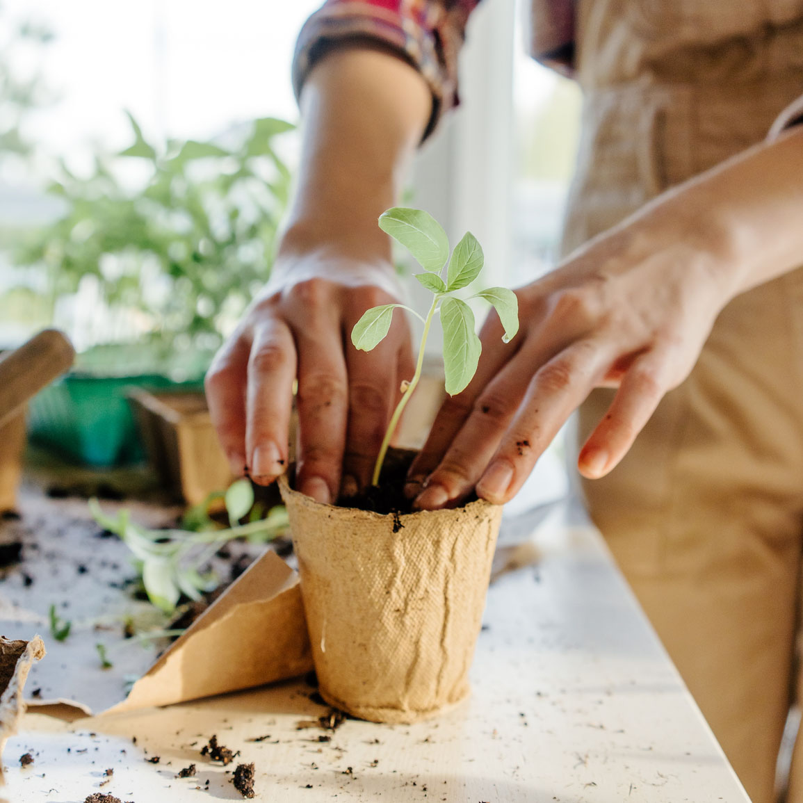 Crop female gardener planting seedlings in peat pot on table at home