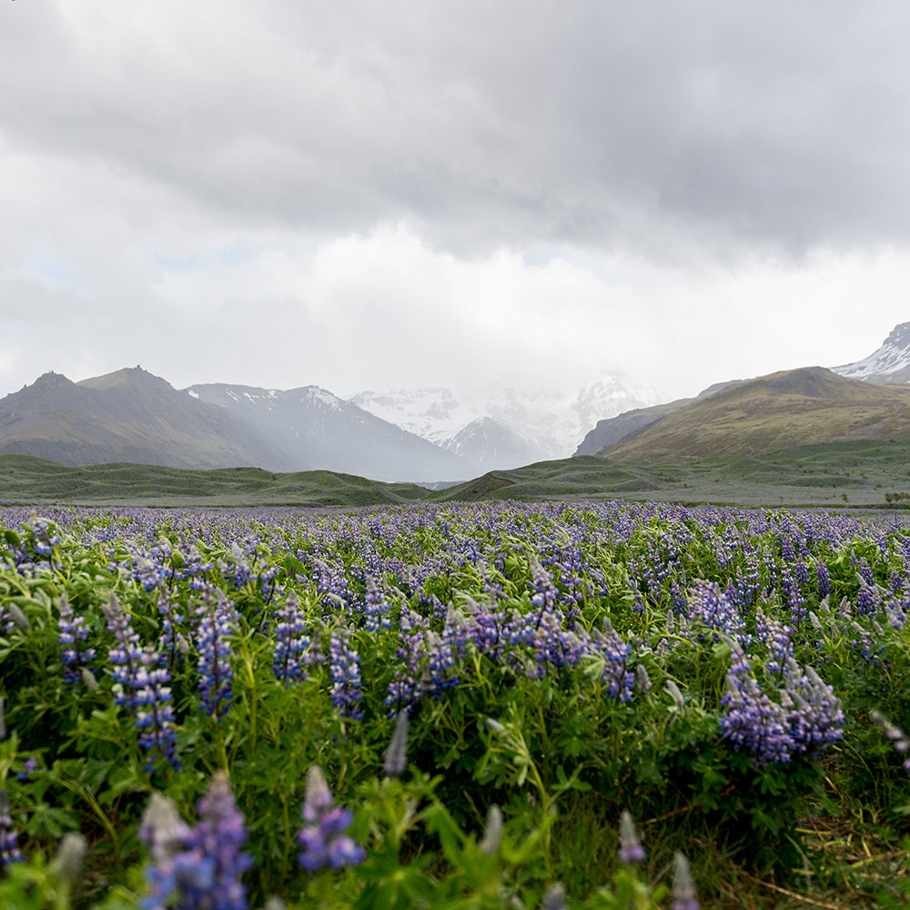 Landscape photo of a field of purple flowers with a hazy mountain range in the background and grey, cloudy skies.