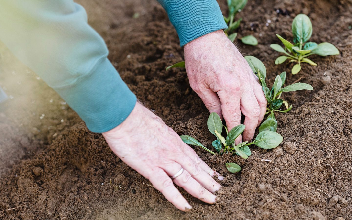 Hands putting plantlings in soil