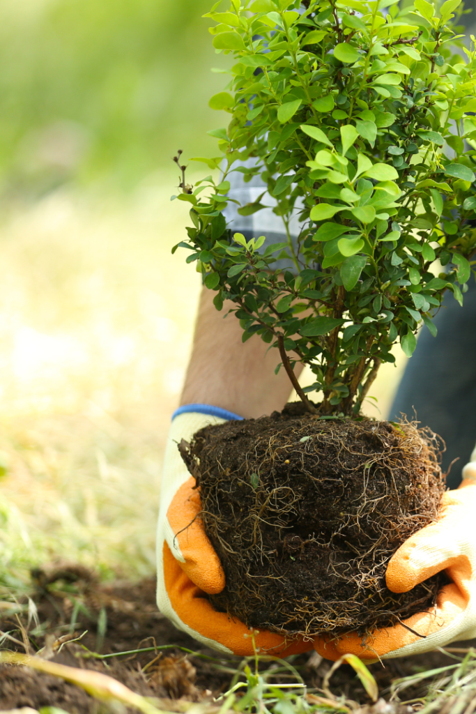 Person planting a small tree