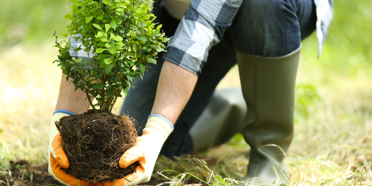 Person planting a tree