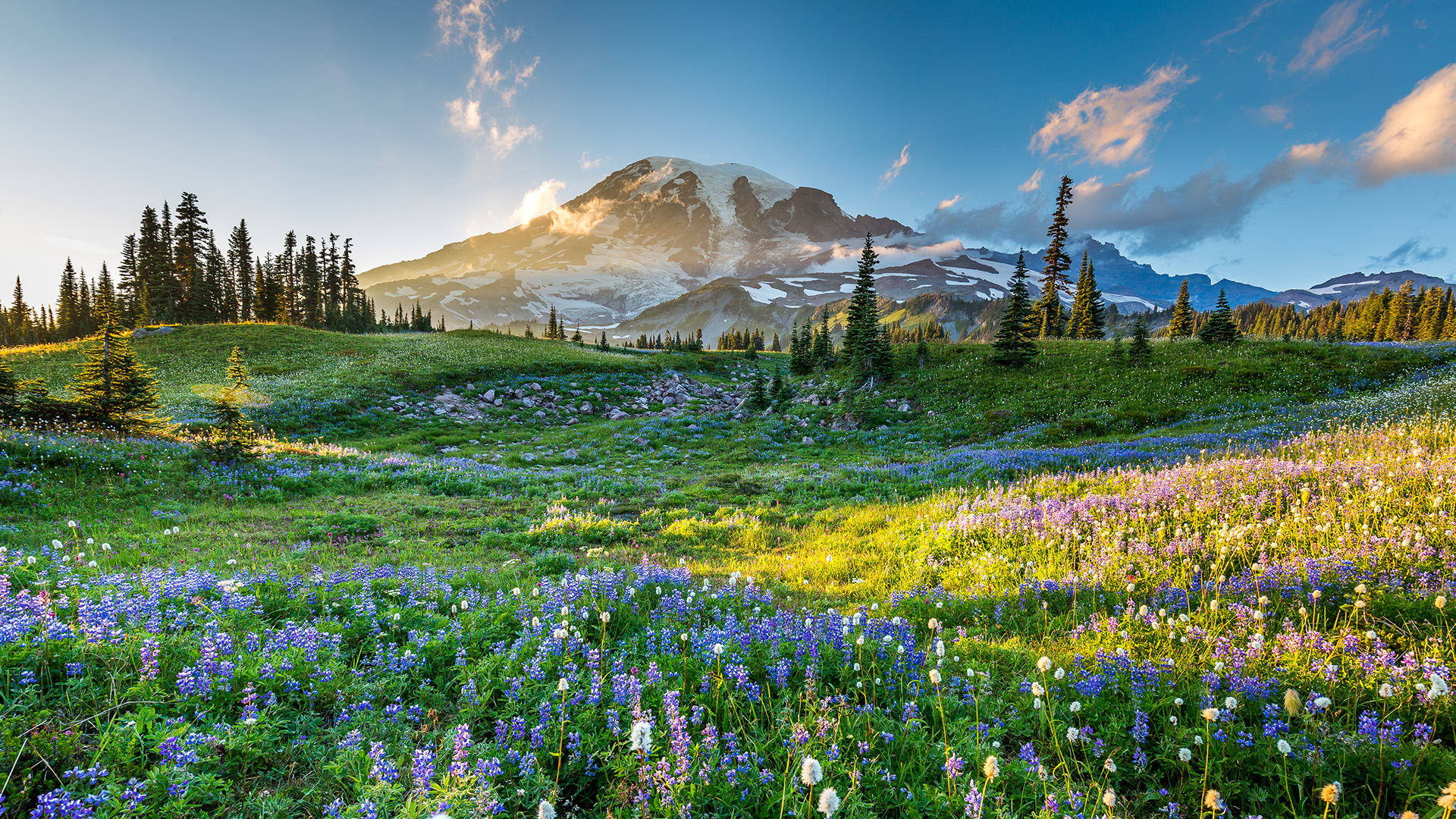 Landscape photo of Mt Rainier above a flowering meadow.