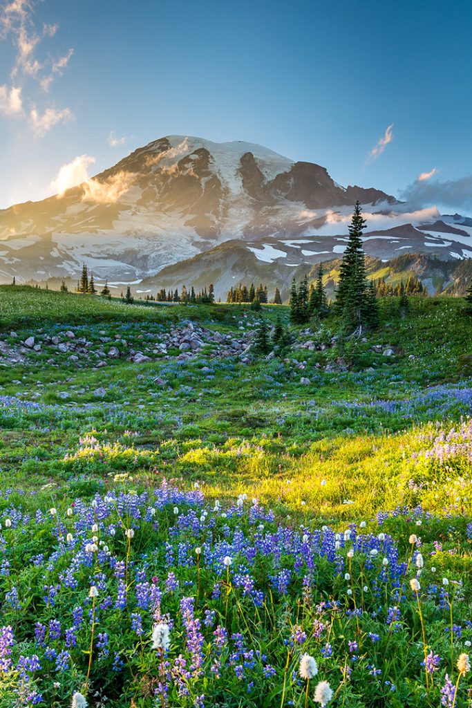 Landscape photo of Mt Rainier above a flowering meadow.