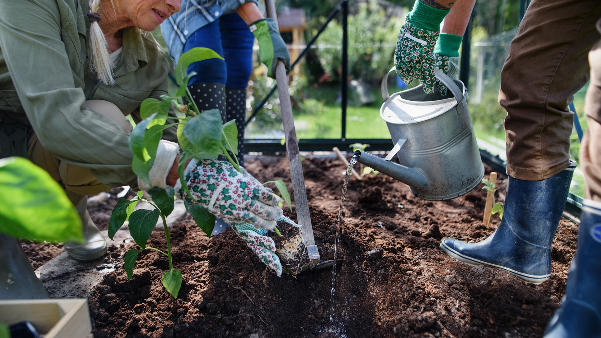 Close up photo of hands planting in a garden.