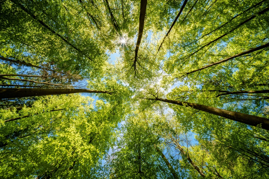 View from ground looking up at tall trees