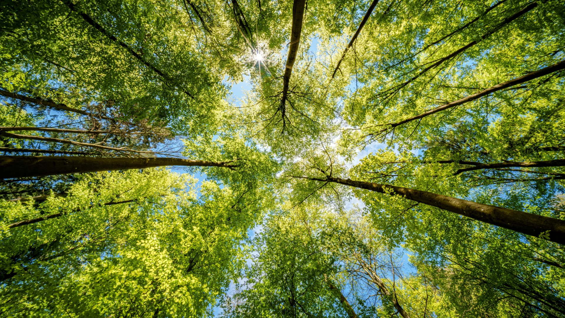 View from ground looking up at tall trees